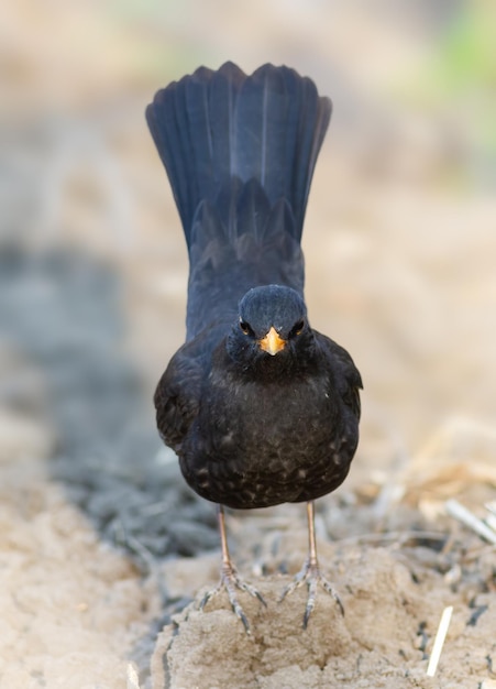 Merlo comune Turdus merula L'uccello maschio sta a terra