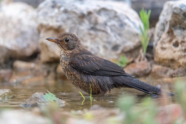 Merlo comune Turdus merula Malaga Spagna