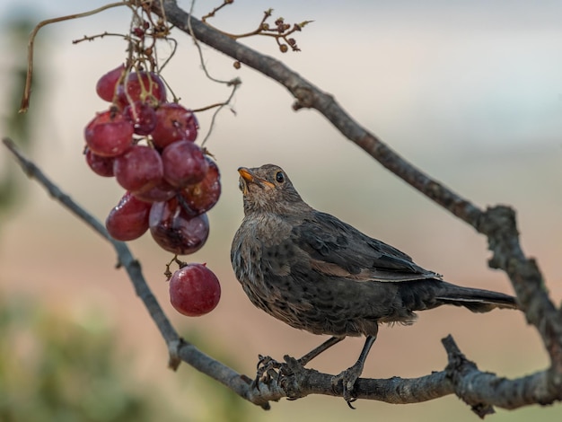 Merlo comune (Turdus merula).