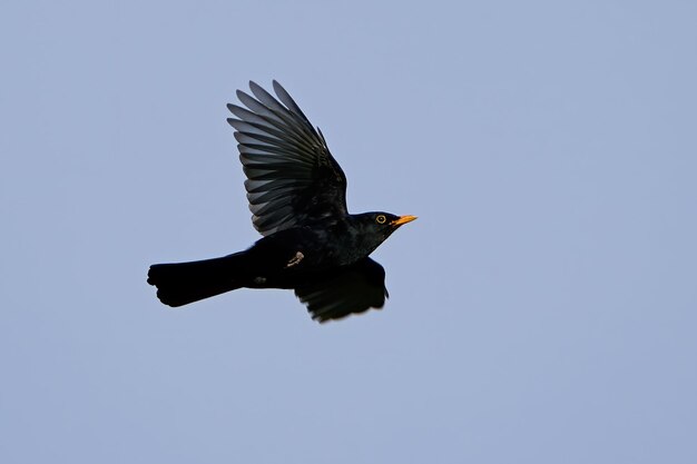 Merlo turdus merula