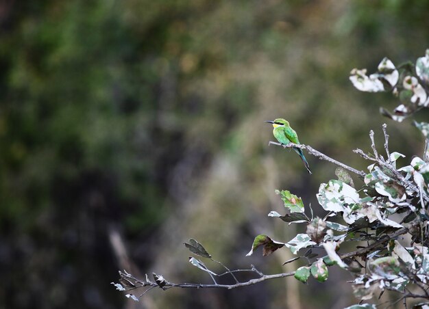 Merops apiaster