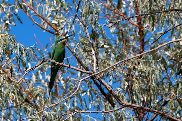 Merops persicus o gruccione dalle guance blu si siede sul ramo