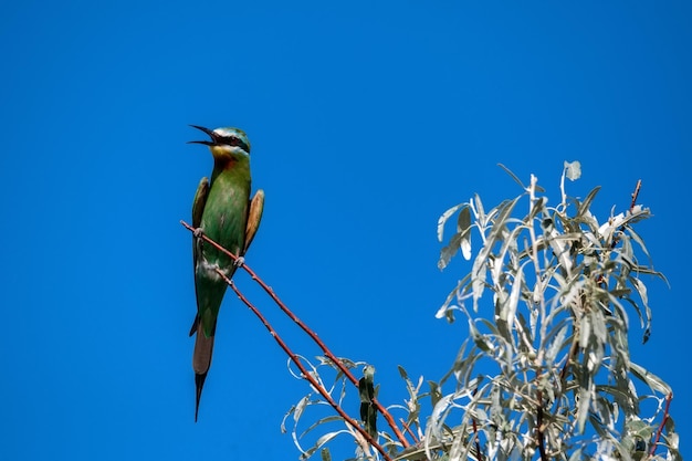 Merops persicus o gruccione dalle guance blu si siede sul ramoscello