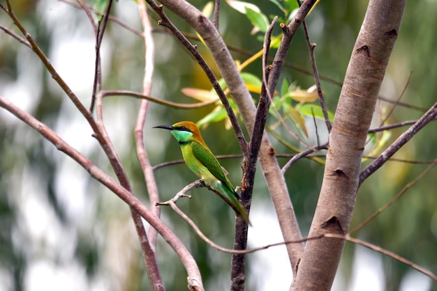 Merops philippinusLinnaeus1766 È un uccello migratore in Thailandia