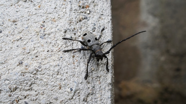 Mesosa curculionoides. Beetle close-up