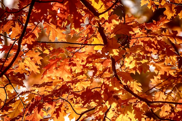 Messa a fuoco molto superficiale delle foglie di autunno