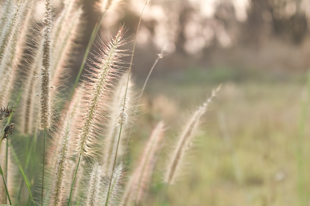 Messa a fuoco morbida del fiore di prato con i raggi del sole, priorità bassa floreale.