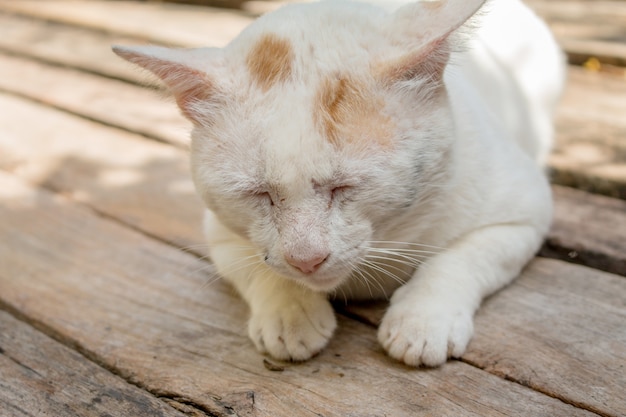 Messa a fuoco morbida del gatto bianco