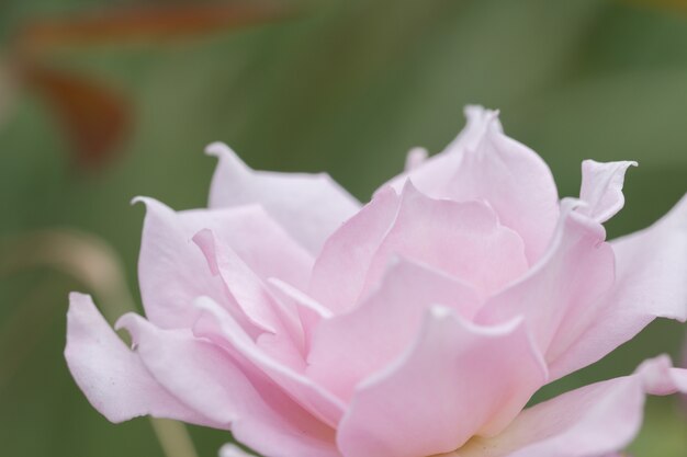 Messa a fuoco morbida di rose rosa