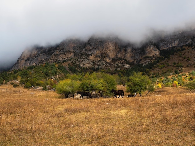 Messa a fuoco morbida Montagne in una fitta nebbia e pendio soleggiato Paesaggio mistico con bellissime rocce taglienti in nuvole basse Splendido scenario nebbioso di montagna sul bordo dell'abisso con pietre taglienti