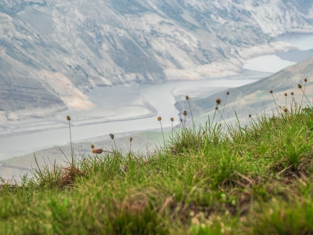 Messa a fuoco morbida, sfondo sfocato. Fondo vago verde dell'erba della montagna. Un pendio con erbe alpine di montagna in una mattinata nebbiosa.