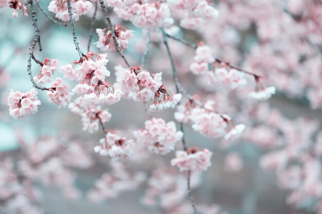 Messa a fuoco morbidafiori di ciliegio Sakura fiorisce su sfondo naturale sfocato una giornata primaverile in piena fioritura in Giappone