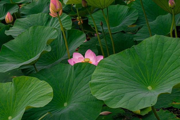 Messa a fuoco selettiva. Bellissimi fiori di loto.