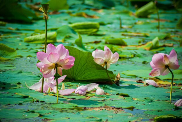 Messa a fuoco selettiva. Bellissimi fiori di loto.