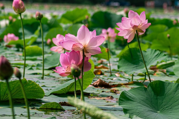 Messa a fuoco selettiva. Bellissimi fiori di loto.