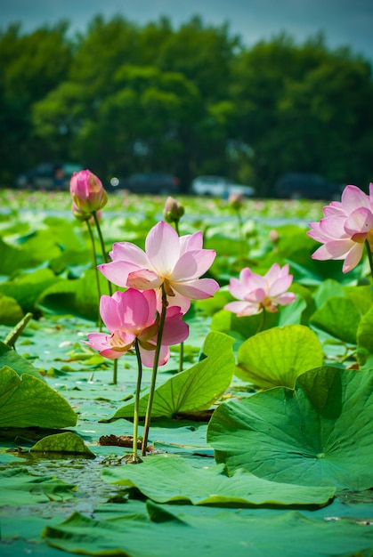 Messa a fuoco selettiva. Bellissimi fiori di loto.