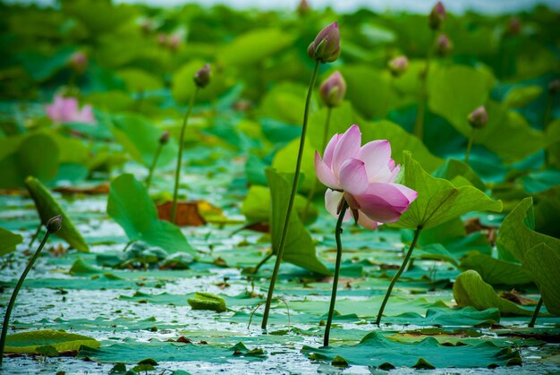 Messa a fuoco selettiva. Bellissimi fiori di loto.