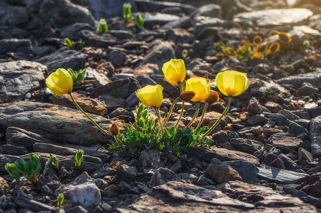 Messa a fuoco selettiva, bellissimo sfondo naturale floreale con papaveri alpini gialli da vicino su uno sfondo di rocce in montagna.