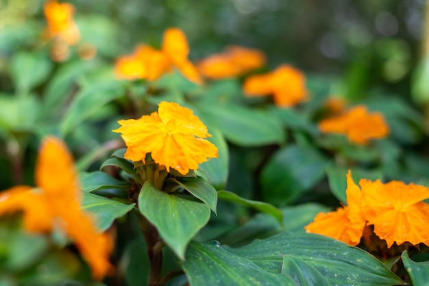 Messa a fuoco selettiva del fiore di Chamaecostus Cuspidatus su uno sfondo sfocato