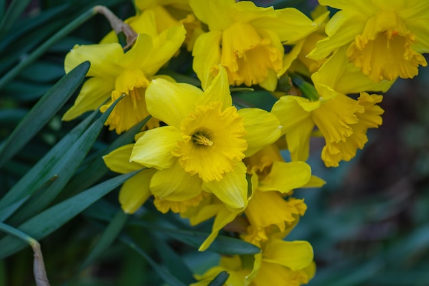 Messa a fuoco selettiva del narciso Narciso giallo su sfondo verde