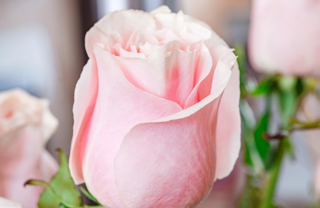 Messa a fuoco selettiva del primo piano dei petali del fiore rosa di Rosebud