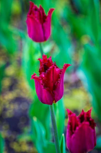 Messa a fuoco selettiva del primo piano dei tulipani dei fiori