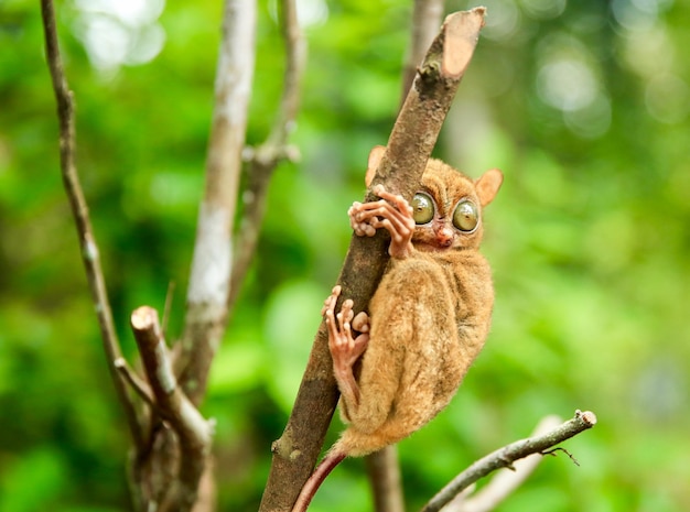 Messa a fuoco selettiva del tarsier in via di estinzione sull'isola di Belitung, Indonesia