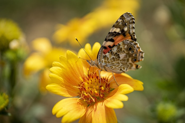 Messa a fuoco selettiva della farfalla colorata sul fiore giallo