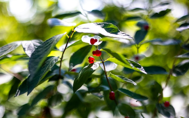 Messa a fuoco selettiva di bacche selvatiche rosse che crescono sull'albero