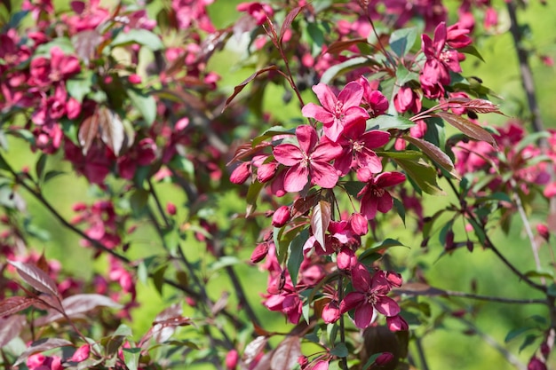 messa a fuoco selettiva di bellissimi fiori di ciliegio. sfondo con fiori di ciliegio primaverili. 8 marzo vendita. Fioritura di ciliegio primaverile, fiori rosa. Ramo di fiori di sakura. calda giornata estiva. Ramo fiorito primaverile.