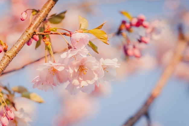 Messa a fuoco selettiva di bellissimi rami di fiori di ciliegio rosa sull'albero sotto il cielo blu Bellissimi fiori di Sakura durante la stagione primaverile nel parco Natura sfondo floreale