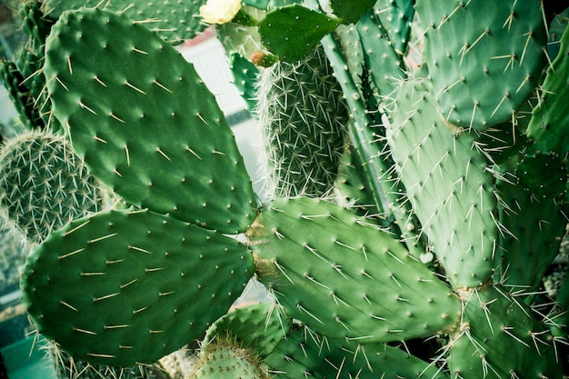 Messa a fuoco selettiva di cactus e succulente verde Close up