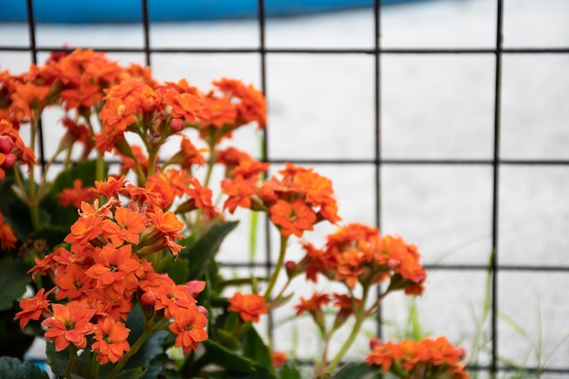 Messa a fuoco selettiva di fiori arancioni Kalanchoe blossfeldiana Poelln