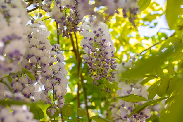 Messa a fuoco selettiva di fiori viola Wisteria sinensis o pioggia blu Il glicine cinese è una specie di pianta da fiore I suoi steli tortuosi e masse di fiori profumati in racemi pendenti