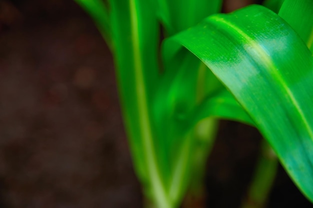 Messa a fuoco selettiva di piante tropicali verdi