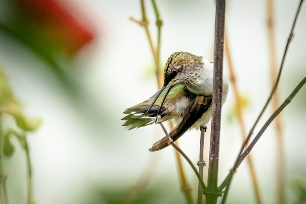 Messa a fuoco selettiva di un colibrì appollaiato su una pianta