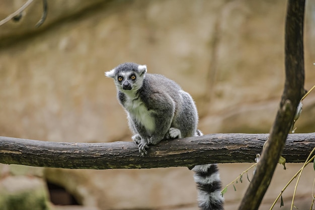 Messa a fuoco selettiva di un lemure sull'albero nel parco di Branitz in Germania
