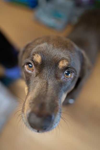 messa a fuoco selettiva di un simpatico cane marrone triste che guarda la telecamera