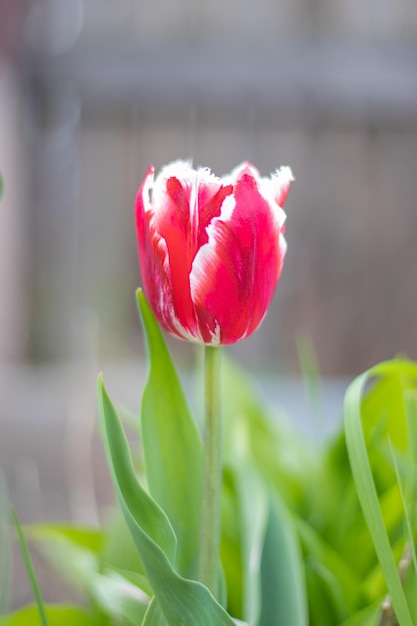 Messa a fuoco selettiva di un tulipano rosso nel giardino con foglie verdi Sfondo sfocato Un fiore