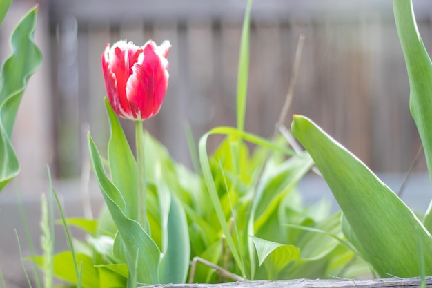 Messa a fuoco selettiva di un tulipano rosso nel giardino con foglie verdi Sfondo sfocato Un fiore