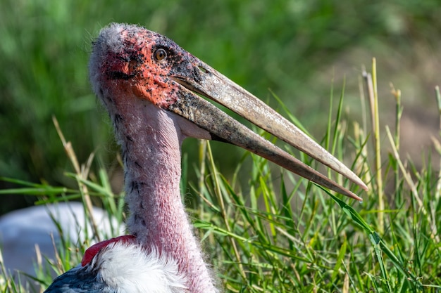 Messa a fuoco selettiva di una cicogna Marabou in un campo con vegetazione sullo spazio