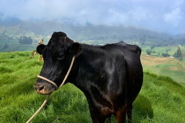 Messa a fuoco selettiva di una mucca nera in un campo erboso sotto un cielo nuvoloso