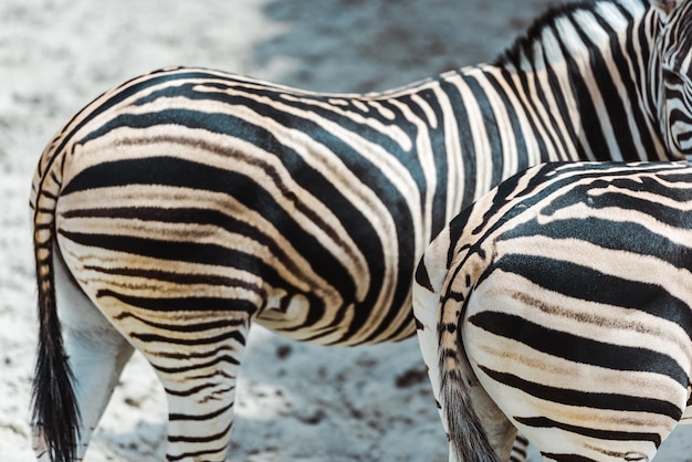 Messa a fuoco selettiva di zebre con strisce bianche e nere in piedi nello zoo