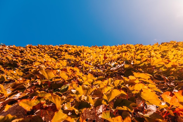 Messa a fuoco selettiva foglie rosse e arancioni di uva selvatica sul recinto con cielo blu colorato autunno