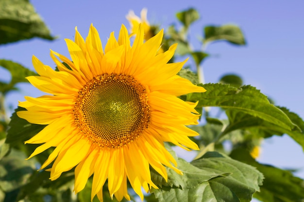 messa a fuoco selettiva girasole giallo brillante in campo estivo soleggiato con cielo blu