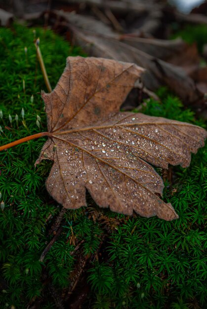 Messa a fuoco selettiva. Sfondo autunnale. Erba e fiori autunnali.