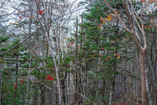 Messa a fuoco selettiva. Sfondo autunnale. Erba e fiori autunnali.