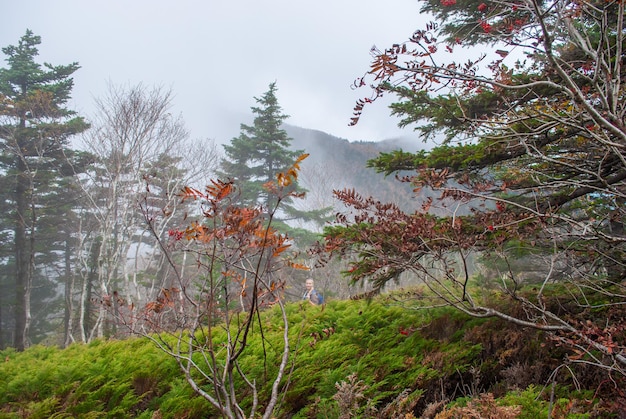 Messa a fuoco selettiva. Sfondo autunnale. Erba e fiori autunnali.