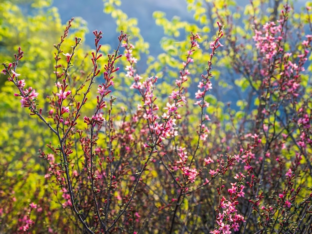 Messa a fuoco selettiva. Sfondo luminoso floreale primaverile. Ramo fiorito primavera sfondo naturale, primi piani.