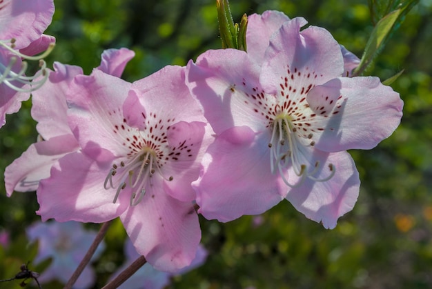 Messa a fuoco selettiva. Sfondo primaverile. Fiori di primavera.